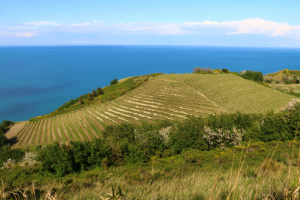 Il vino corre sulle rotte del Mediterraneo, quello delle Marche guarda al mare e alla cultura Il vino corre sulle rotte del Mediterraneo, quello delle Marche guarda al mare e alla cultura