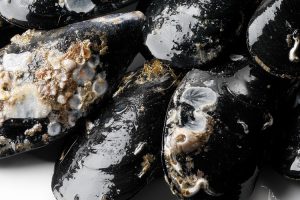 Il Mosciolo selvatico di Portonovo a rischio estinzione: Slow Food chiede lo stop alla pesca Il Mosciolo selvatico di Portonovo a rischio estinzione: Slow Food chiede lo stop alla pesca