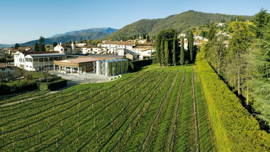 Il vigneto di Parco Filandetta di Bortolomiol