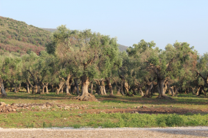 Chico Mendes lancia un crowfounding per salvare gli ulivi secolari nel Parco della Maremma