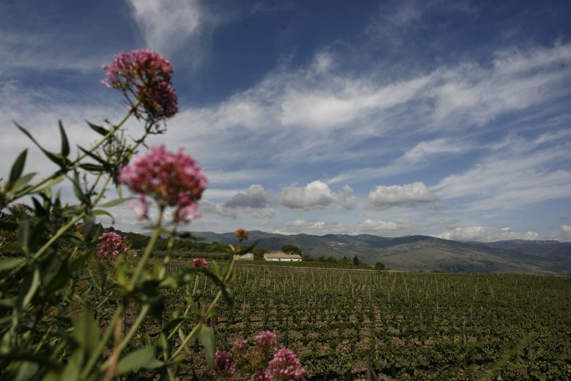 La Sicilia e l’Etna protagonisti degli eventi wine & food in agenda. A Montalcino, torna il Jazz&Wine Festival by Banfi 