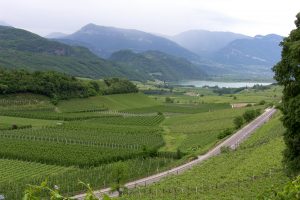 “Il turismo del vino risponde alla necessità di esperienze sensoriali complesse”