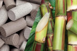 Vino, la sostenibilità è anche nel tappo. Con sempre più cantine che scommettono sui tappi “green”