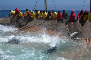 Carloforte celebra il tonno: le quote del Ministero premiano la Sardegna e “condannano” Favignana