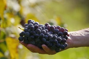 Il food & wine di qualità cresce più dell’economia italiana. E sarà così anche nel 2019-2020