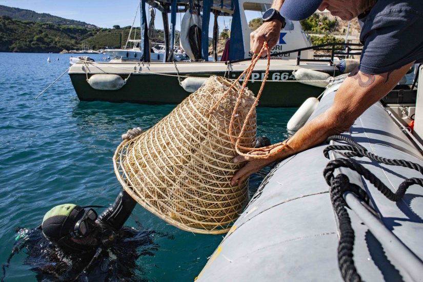 Le uve immerse nel mare dell’Isola d’Elba da Arrighi da cui nasce Nesos 