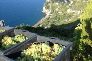 State-Regions Conference, agreement reached for the protection of heroic and historic vineyards