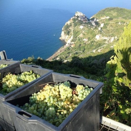 La vendemmia sui Colli di Luni, viticoltura eroica in Liguria
