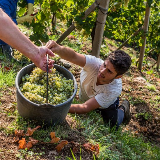 La vendemmia eroica sulle colline Unesco del Prosecco Docg