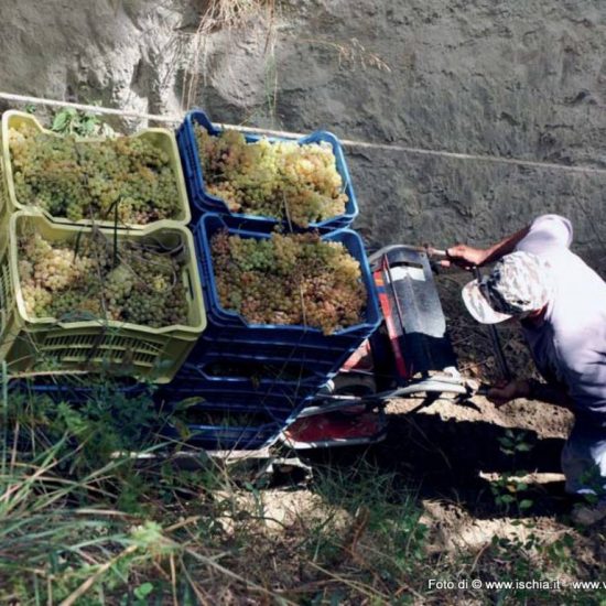 La vendemmia sull’Isola d’Ischia