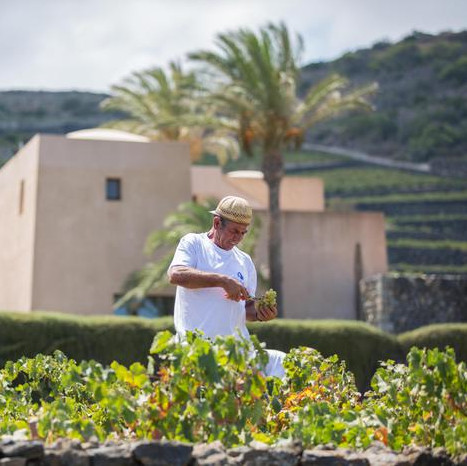 La viticoltura eroica di Pantelleria