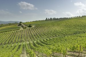 Value over time, efficiency, brand: the keys to a successful wine business