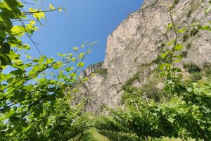 Quando un gigante punta sulle piccole eccellenze: il progetto Musivum del Gruppo Mezzacorona