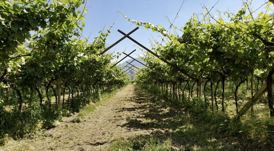 I filari di Mezzacorona