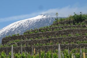 Sostenibile, sempre più conosciuta nel mondo e coesa: la Sicilia del vino guarda al futuro
