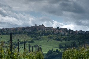 I Quaderni di WineNews - Il Verdicchio delle Marche