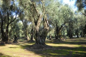 Dal turismo del vino a quello dell&rsquo;olio, risorsa preziosa del Belpaese, tutta da scoprire