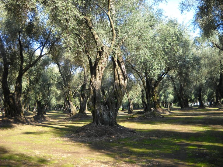 Oliveti secolari