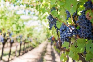 Vino, maggiore è la conoscenza dei processi produttivi, meno il consumatore è disposto a pagare Vino, maggiore è la conoscenza dei processi produttivi, meno il consumatore è disposto a pagare