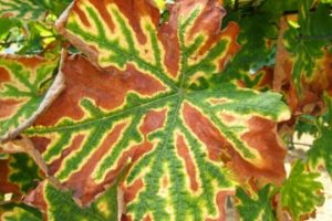 La ricetta del Crea contro il mal dell’esca, la malattia che attacca il legno della vite