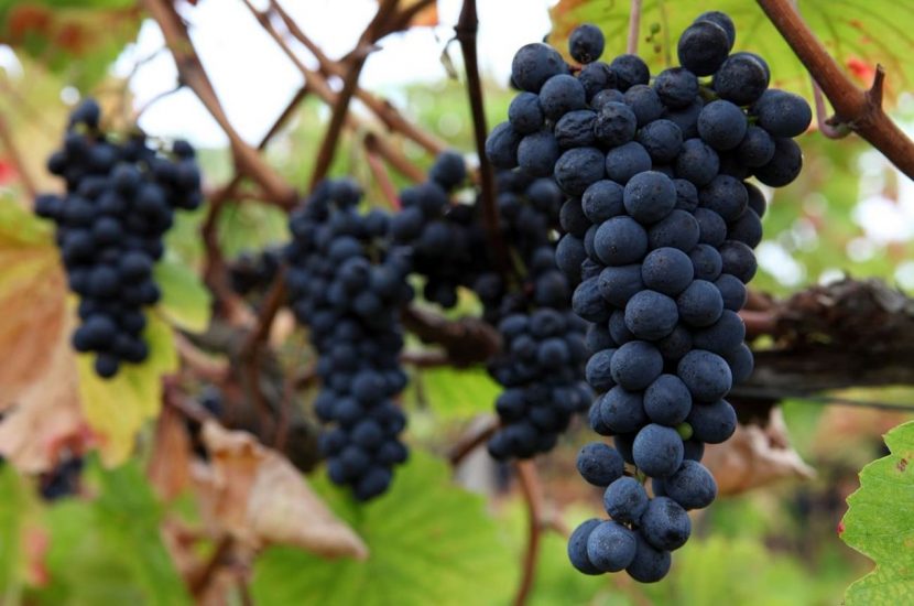 Un grappolo di Touriga Nacional