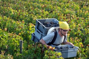 Francia, il Ministero dell&rsquo;Agricoltura prevede a 42,8-46,6 milioni di ettolitri la produzione 2019