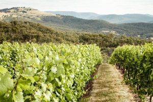 Il futuro di vino, caffè e cioccolato è a rischio, a causa dei cambiamenti climatici