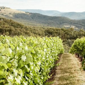 Il futuro di vino, caffè e cioccolato è a rischio, a causa dei cambiamenti climatici