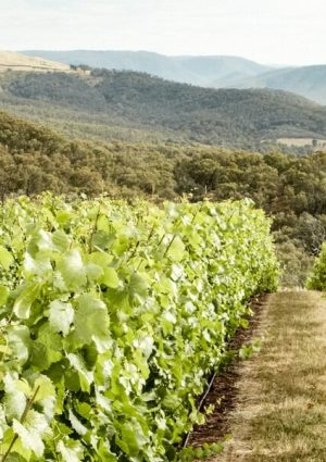 Il futuro di vino, caffè e cioccolato è a rischio, a causa dei cambiamenti climatici