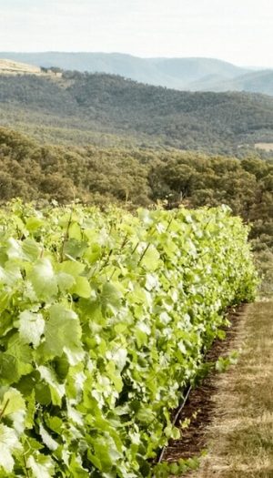 Il futuro di vino, caffè e cioccolato è a rischio, a causa dei cambiamenti climatici