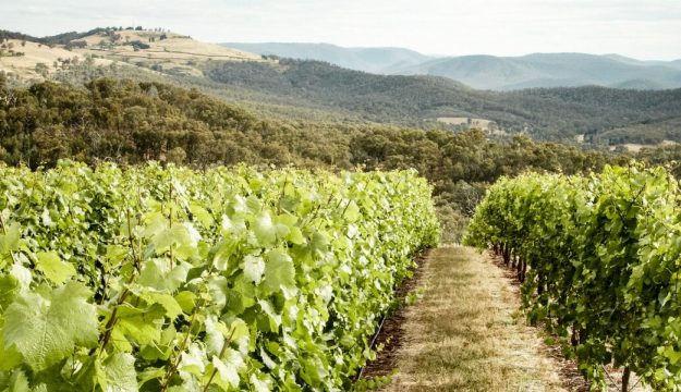 Il futuro di vino, caffè e cioccolato è a rischio, a causa dei cambiamenti climatici