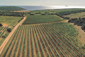 Vino al servizio di cucina e territorio: il “Premio Mesa” per valorizzare i giovani chef di Sardegna