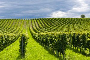 Wine and the market: “blockage of planting and reduction of yields are not effective measures”