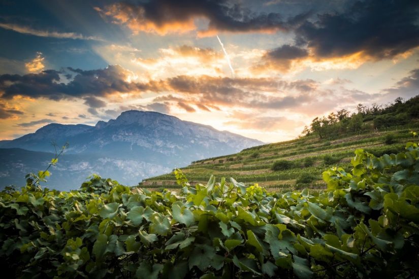 I vigneti della griffe del Trentodoc Ferrari