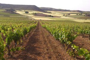 Vendemmie dal mondo: in Spagna le prime stime 2019 parlano di 40-44 milioni di ettolitri