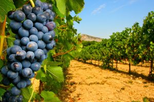 Oiv: i numeri del 2018 del vino raccontano una crescita globale sotto ogni punto di vista Oiv: i numeri del 2018 del vino raccontano una crescita globale sotto ogni punto di vista