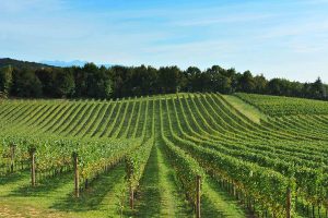 Dopo Lugana e Amarone, anche la Doc delle Venezie ha deciso lo stop ai nuovi impianti