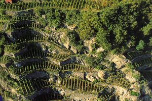 La viticoltura eroica e di montagna si candida a diventare Patrimonio dell’Umantità Unesco La viticoltura eroica e di montagna si candida a diventare Patrimonio dell’Umantità Unesco