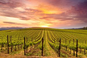 Il costo del Covid-19 sul vino Usa: a marzo conto da 400 milioni, persi 4 posti di lavoro su 10 Il costo del Covid-19 sul vino Usa: a marzo conto da 400 milioni, persi 4 posti di lavoro su 10