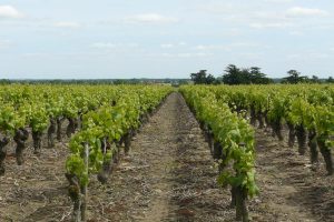 Nutrizione del suolo, superamento del rame, nuovi portainnesti: le ultime dal vigneto Nutrizione del suolo, superamento del rame, nuovi portainnesti: le ultime dal vigneto