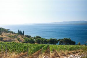 Vendemmia 2019: in Calabria i primi grappoli di varietà bianche