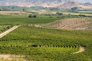 Il Cirò, antico vino dei vincitori delle Olimpiadi dell’Antica Grecia, ed il suo futuro