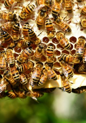 Con 60 tipologie di miele, l&rsquo;Italia detiene il record mondiale. Oltre 1,5 milioni gli alveari