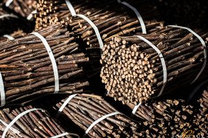 “Il portinnesto è il mediatore tra pianta e suolo, oggi più che mai fondamentale per la viticoltura”