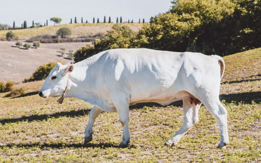 La Chianina