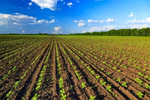 Dazi Usa al made in Italy agroalimentare, la Ue scrive a Confagricoltura: “negoziare con gli Usa” Dazi Usa al made in Italy agroalimentare, la Ue scrive a Confagricoltura: “negoziare con gli Usa”