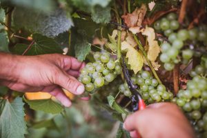 Coldiretti su dati Istat: export del vino italiano a +5,4% nei primi 5 mesi 2019