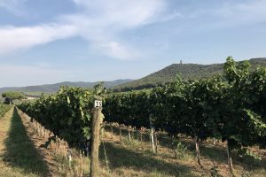 L’importanza di conoscere il suolo ed il valore del terroir, secondo Claude Lydia Bourguignon L’importanza di conoscere il suolo ed il valore del terroir, secondo Claude Lydia Bourguignon