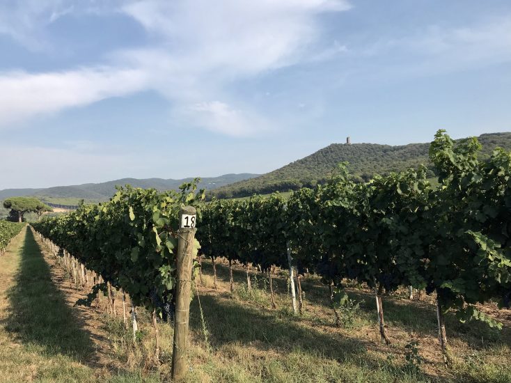 La torre di Donoratico sui vigneti di Bolgheri