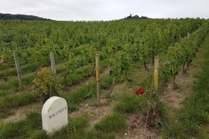 Bollinger, la risposta al riscaldamento globale si chiama Petit Meslier e Arbanne